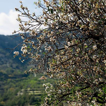 DhorosThe Old Olive Mill House By Trulycyprus别墅 外观 照片